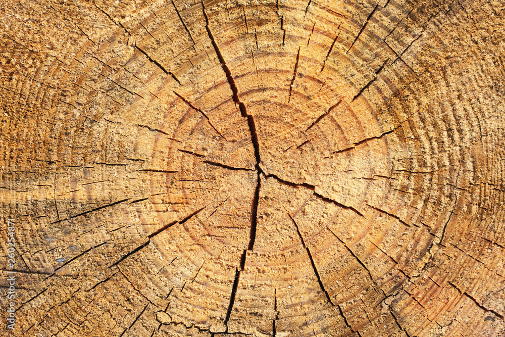 Fototapeta premium Wood tree cross section slice texture.