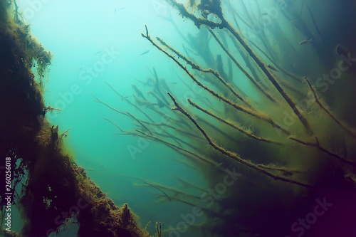 mangrove forest underwater photo / flooded trees, unusual underwater landscape, ecosystem nature underwater