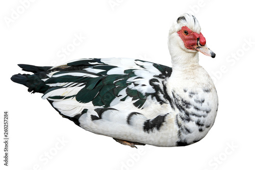 Muscovy duck photo