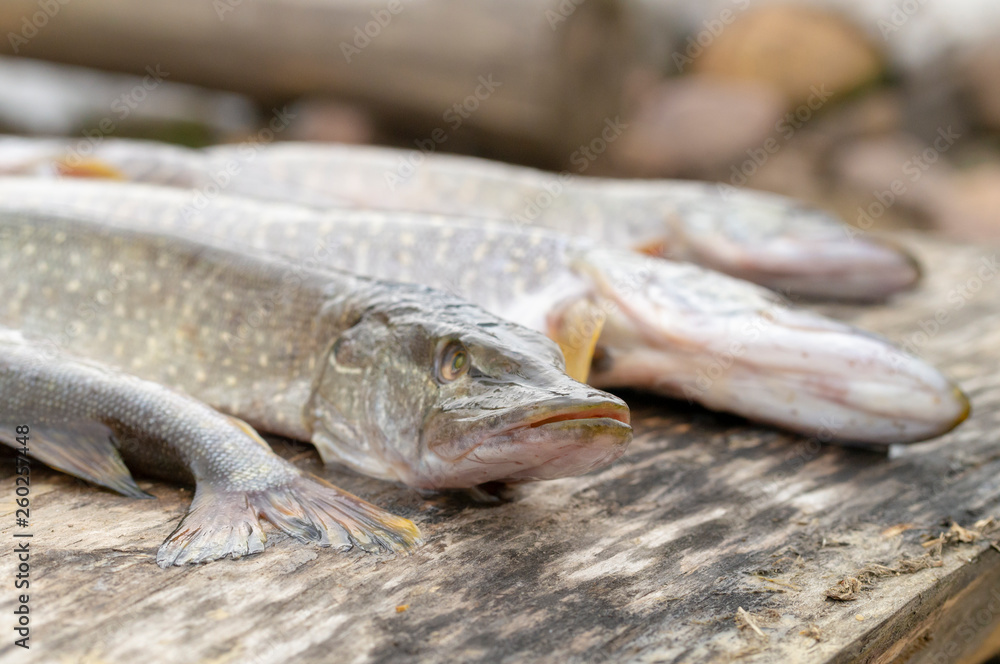 pike caught fishing on wooden boards