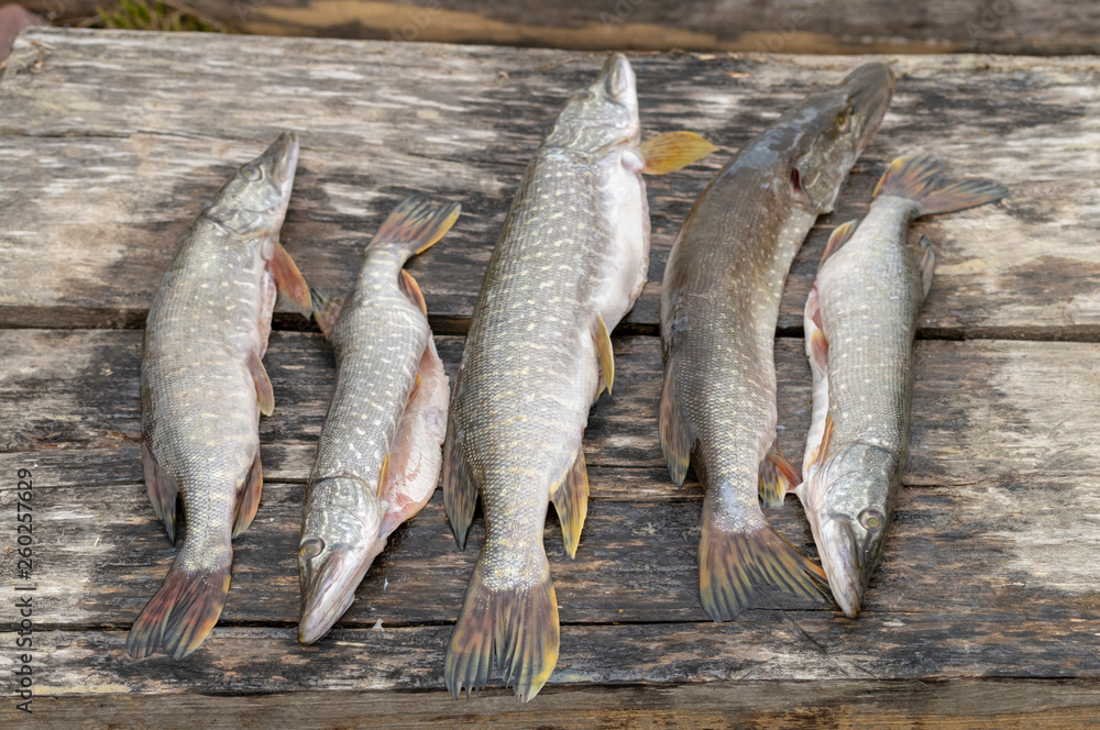 Obraz premium freshly caught split pike fish on a wooden background on the street