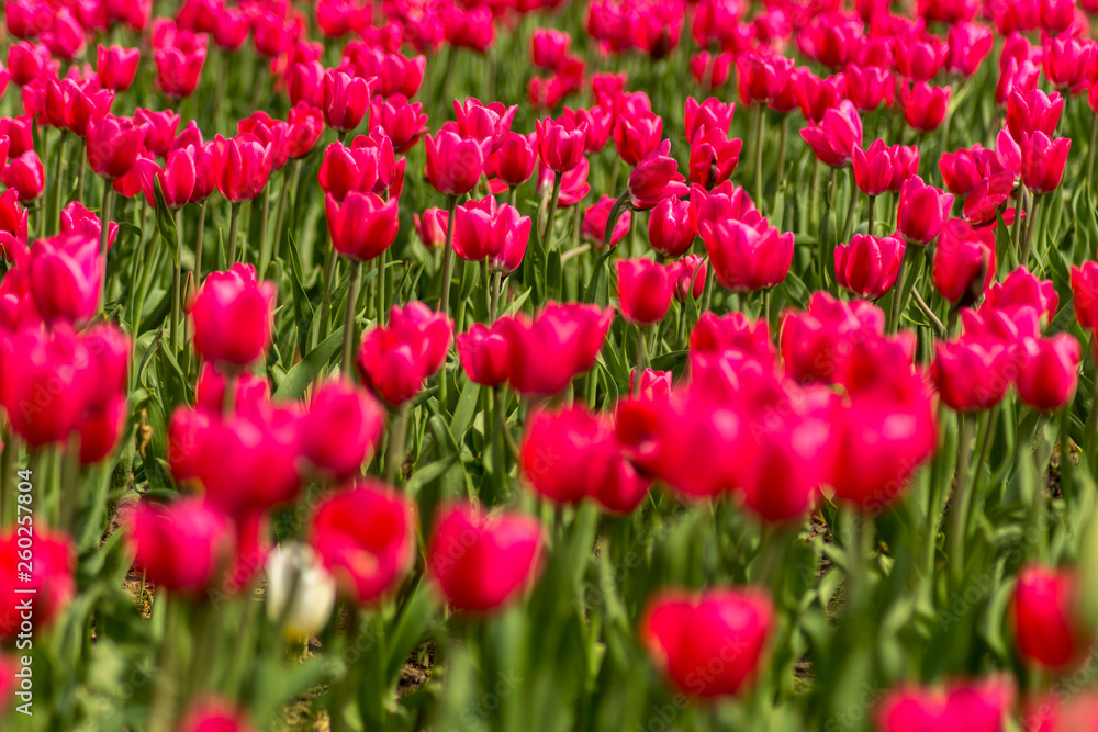 Spring a Large field with beautiful red tulips Spring a Large field with beautiful red tulips