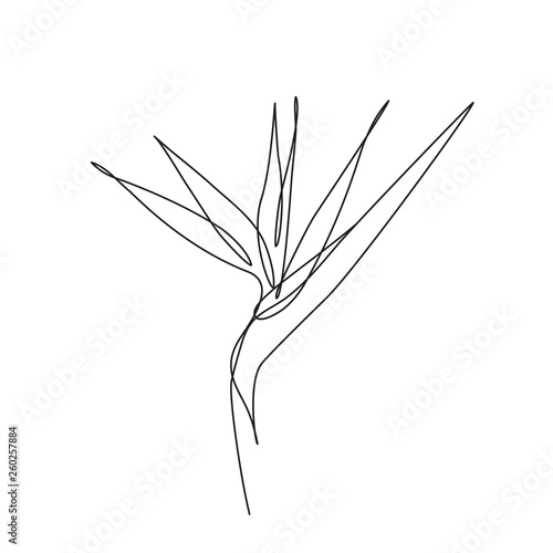 Canvas-taulu bird of paradise flower. Editable line. One line drawing