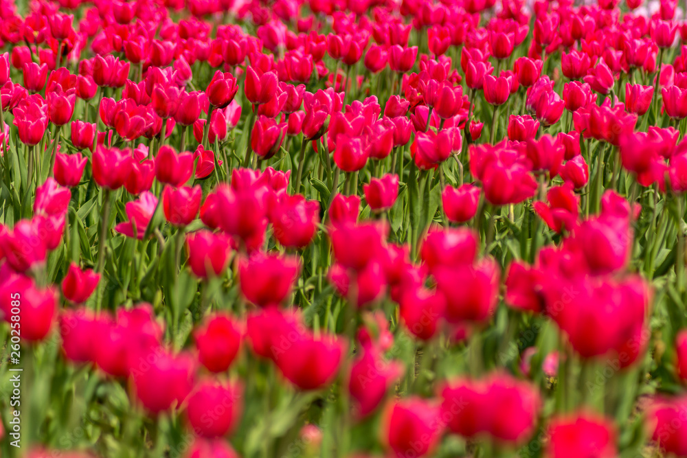 Spring a Large field with beautiful red tulips