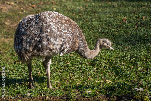 Darwin's rhea, Rhea pennata also known as the lesser rhea.