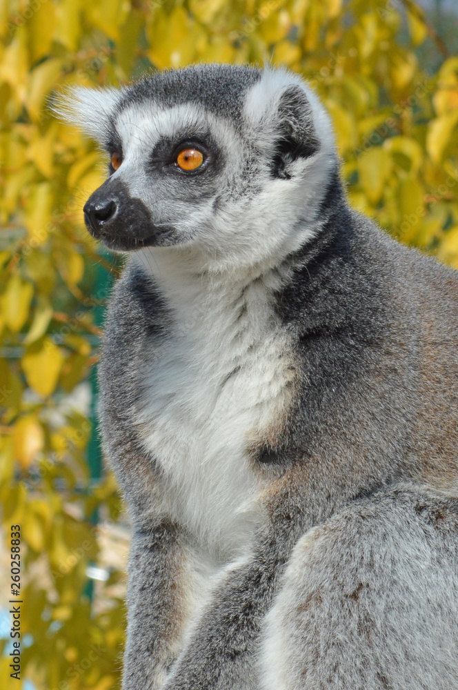 Obraz premium Isolated single meerkat colorful background