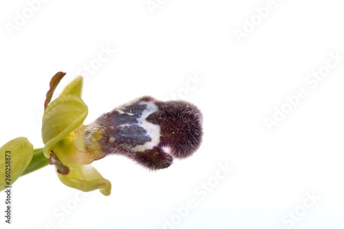 Ophrys fleischmannii, Crete 