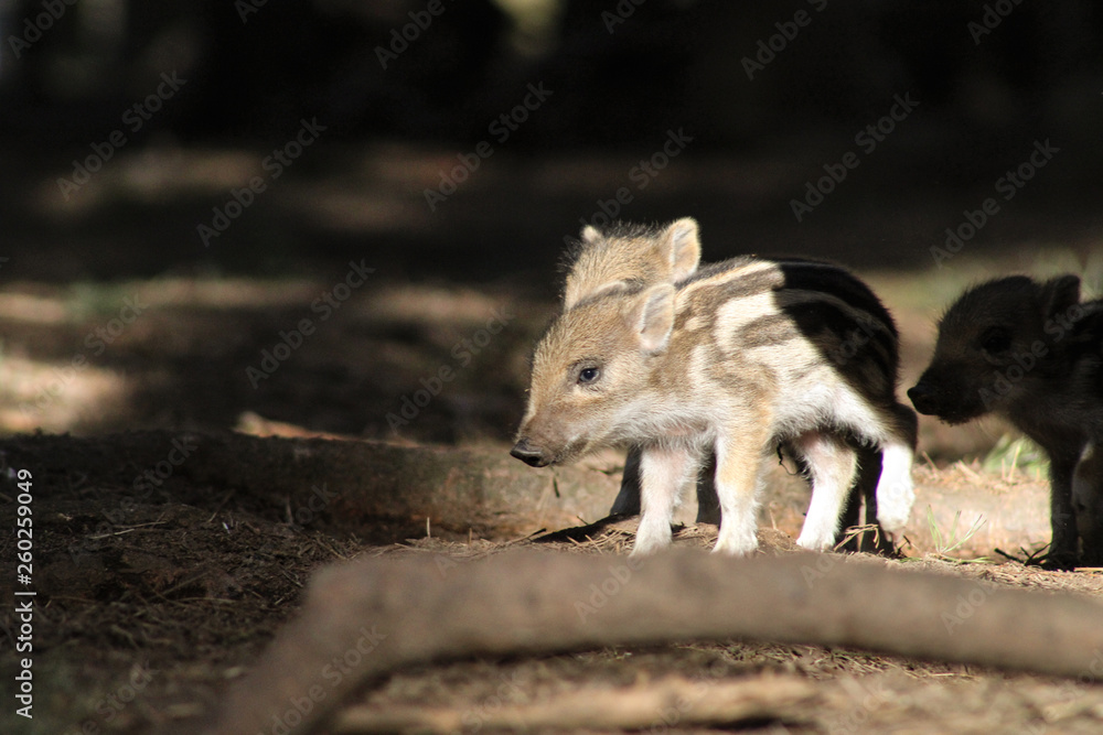 Baby-Wildschweine im Wald Baby-Wildschweine im Wald