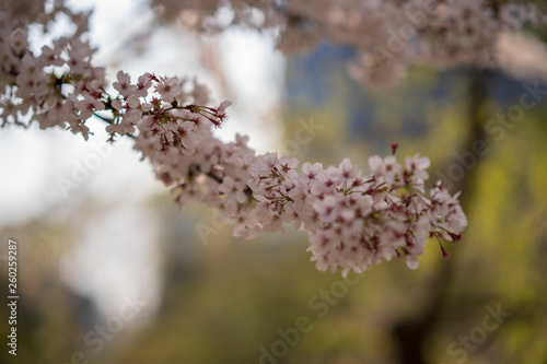春の小石川後楽園 © 田中 亮輔