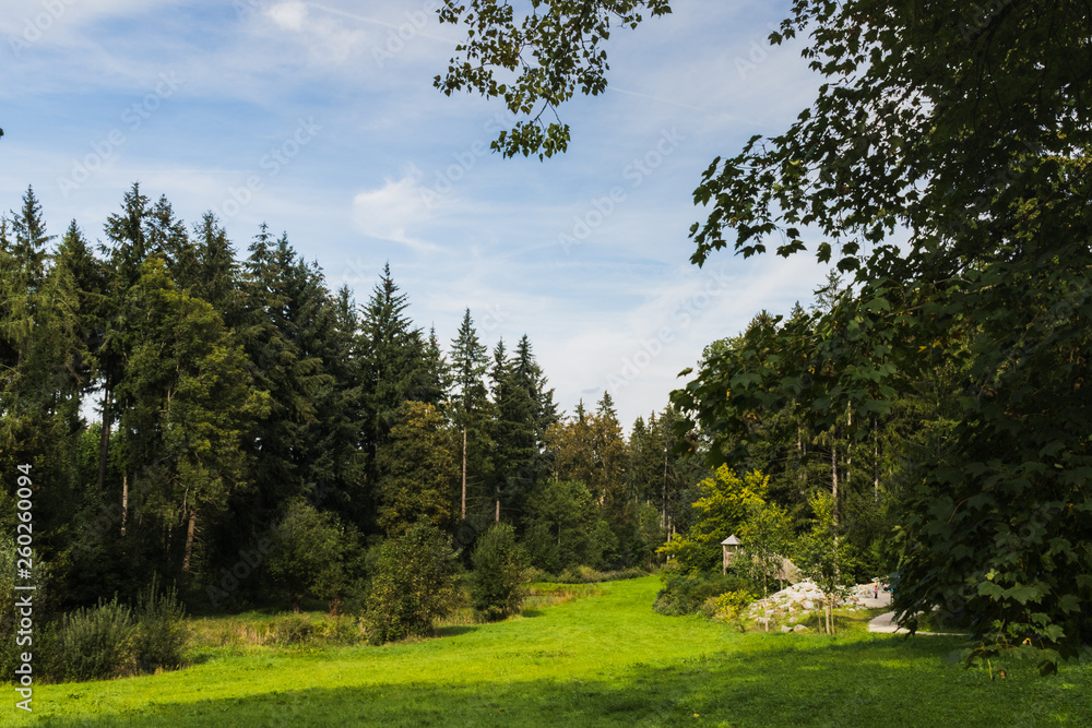 green meadow next to forest green meadow next to forest