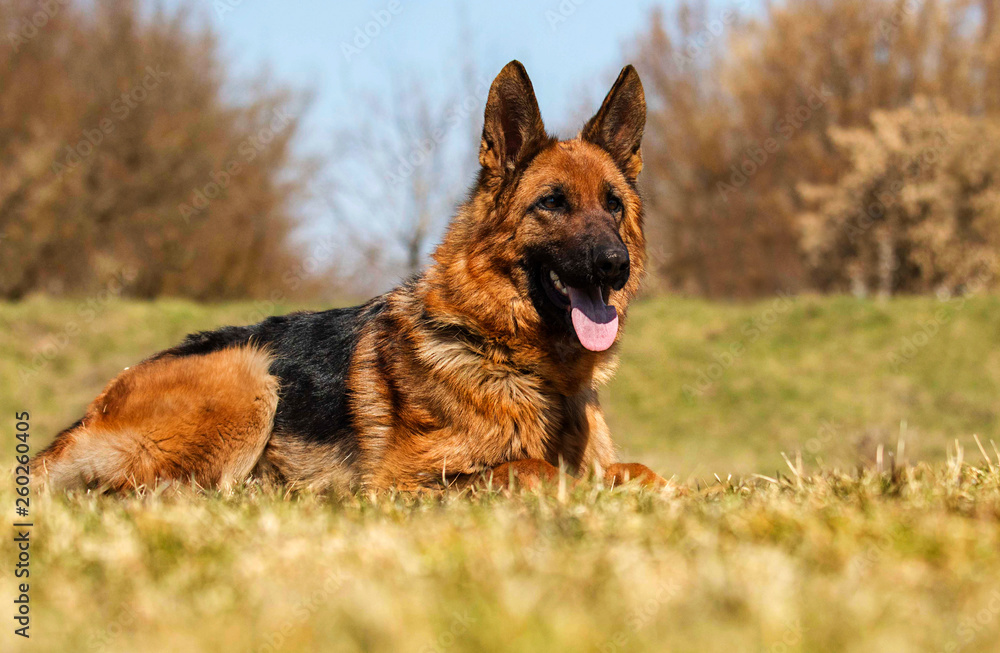 Naklejka premium shepherd dog lying in the grass