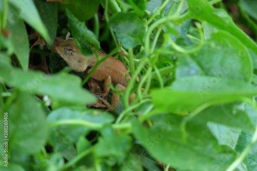lizard on leaf © Prat