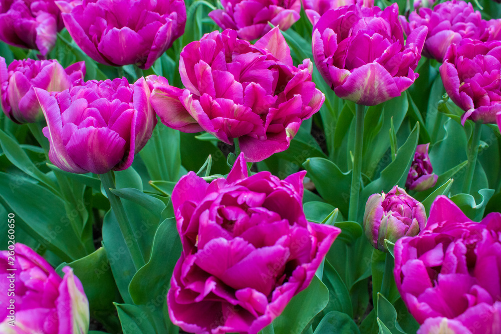 Beautiful colorful tulips and daffodils fields in Netherlands Beautiful colorful tulips and daffodils fields in Netherlands