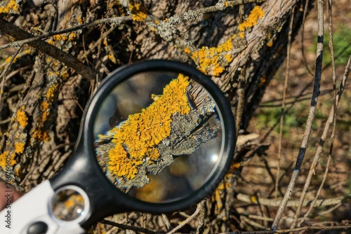 one round magnifier increases brown moss on a tree branch