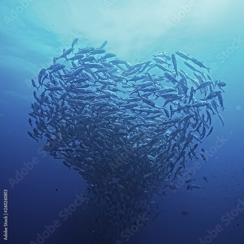 Carta da parati i pesci - Carta da parati flock of sea fish in the shape of a heart / love concept, planet ocean, fish in the sea