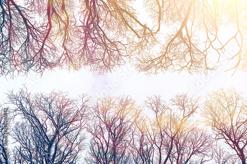 background of tree branches winter   silhouettes of empty branches without leaves against a white sky background. Winter forest concept  nature. Abstract winter background.