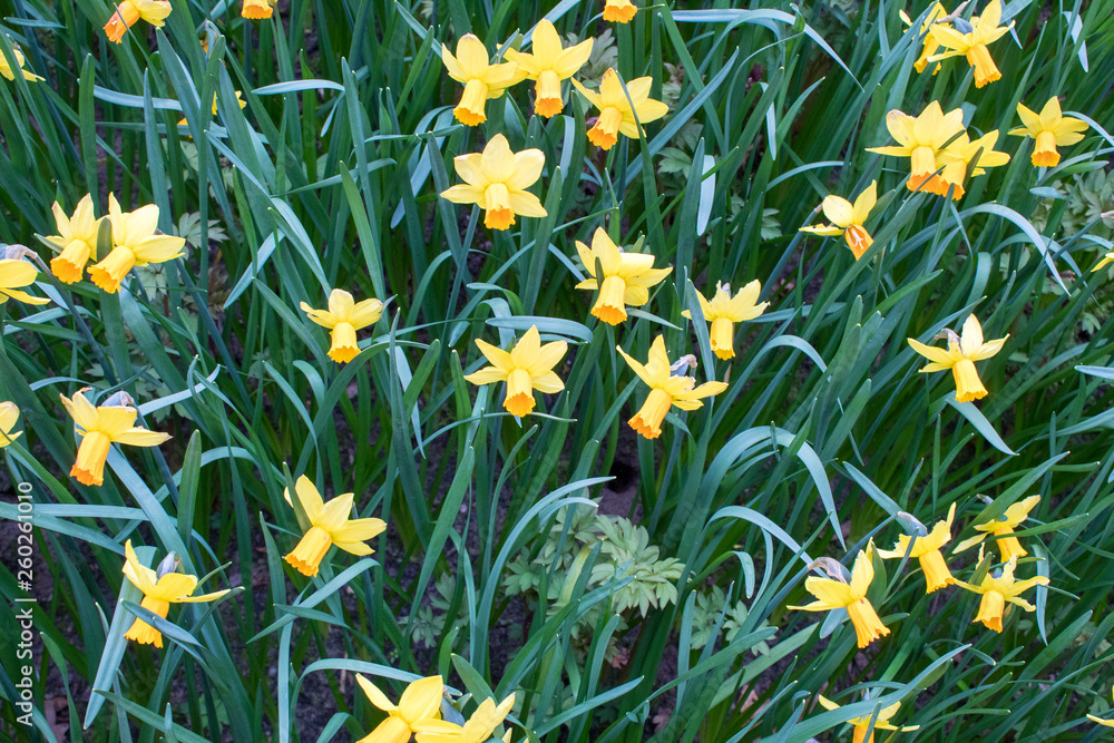 Fototapeta premium Beautiful colorful tulips and daffodils fields in Netherlands