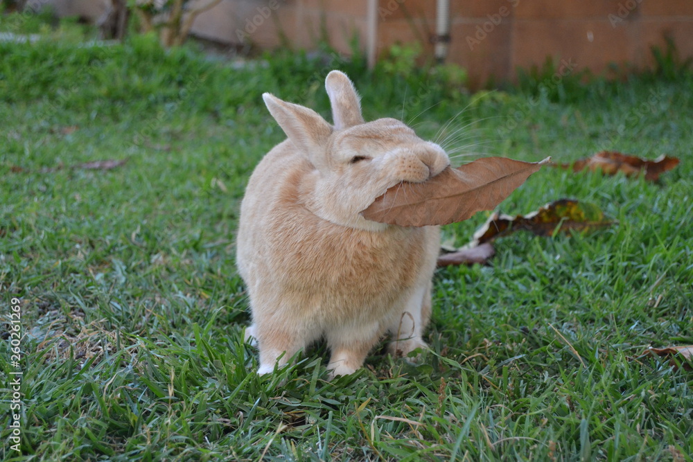 Fototapeta premium Nano