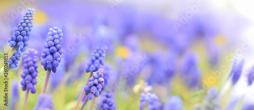 Muscari or grape hyacinth flowers in spring meadow © igradesign