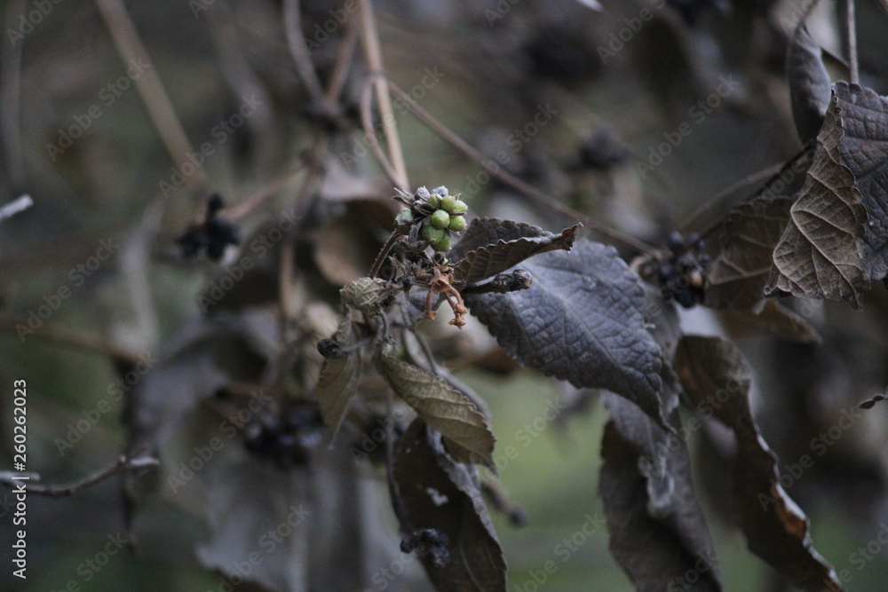 spider on leaf