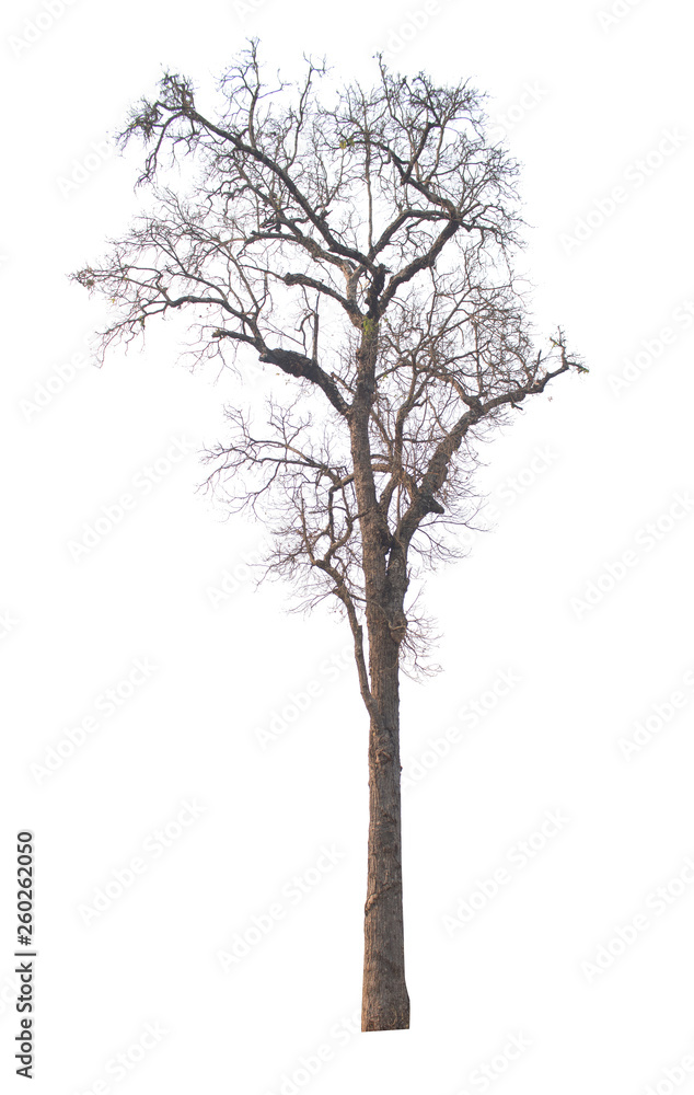 Dead tree isolated on white background Dead tree isolated on white background