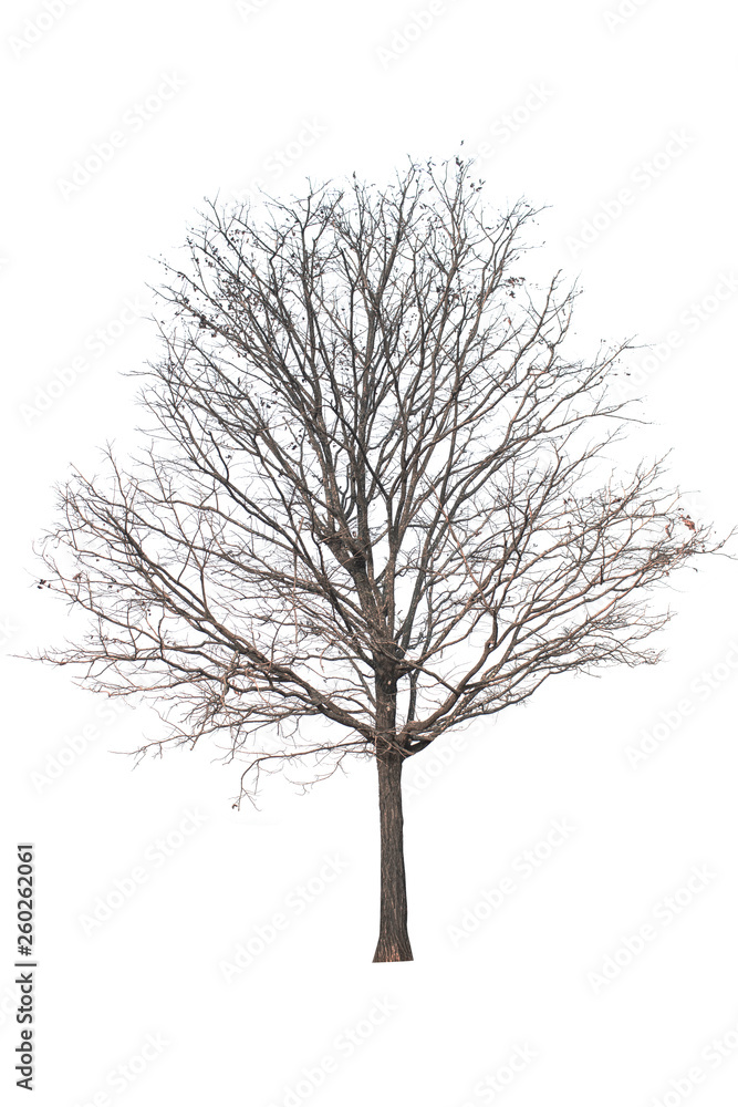 Dead tree isolated on white background Dead tree isolated on white background