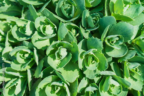 green leaves in abstract form