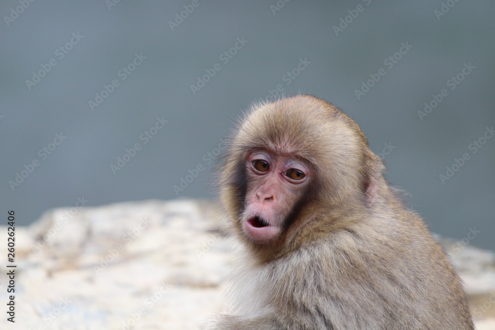 Naklejka premium japanische Schneeaffen im Onsen