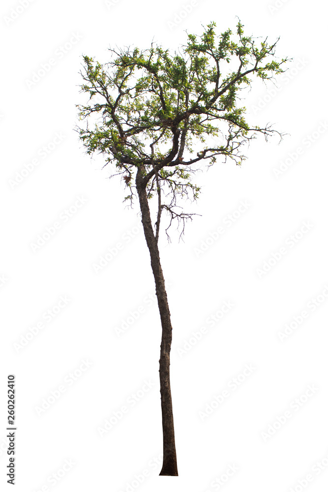Fototapeta premium Tree isolated on white background