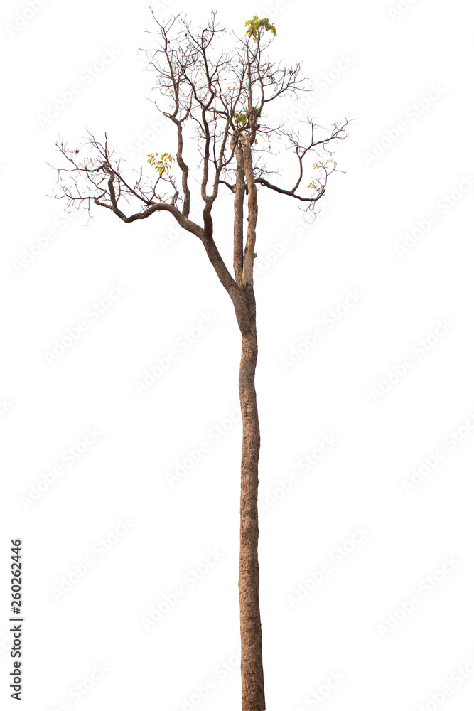 Fototapeta premium Dead tree isolated on white background