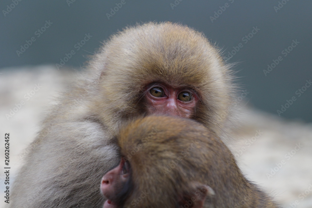 Naklejka premium japanische Schneeaffen im Onsen