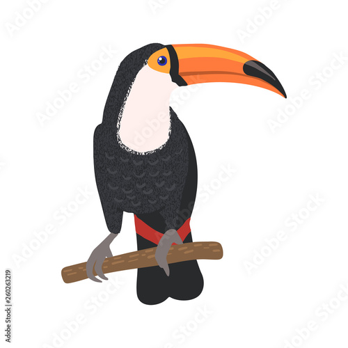 Hand drawn toucan isolated on white background.