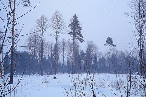 winter forest landscape / December view in a forest of powdered snow, snowfall landscape