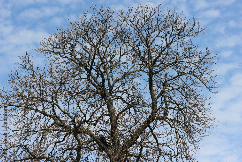 Spreading crown of a tree against the background of spring blue sky Spreading crown of a tree against the background of spring blue sky