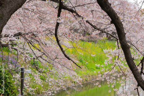 Wallpaper Mural 東京千鳥ヶ淵の桜 Torontodigital.ca