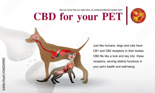 CBD for your PET,Did you know that our pets have an endocannabinoid system too?