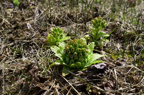 butterbur to bud photo