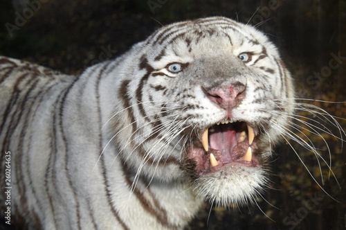 roaring white tiger
