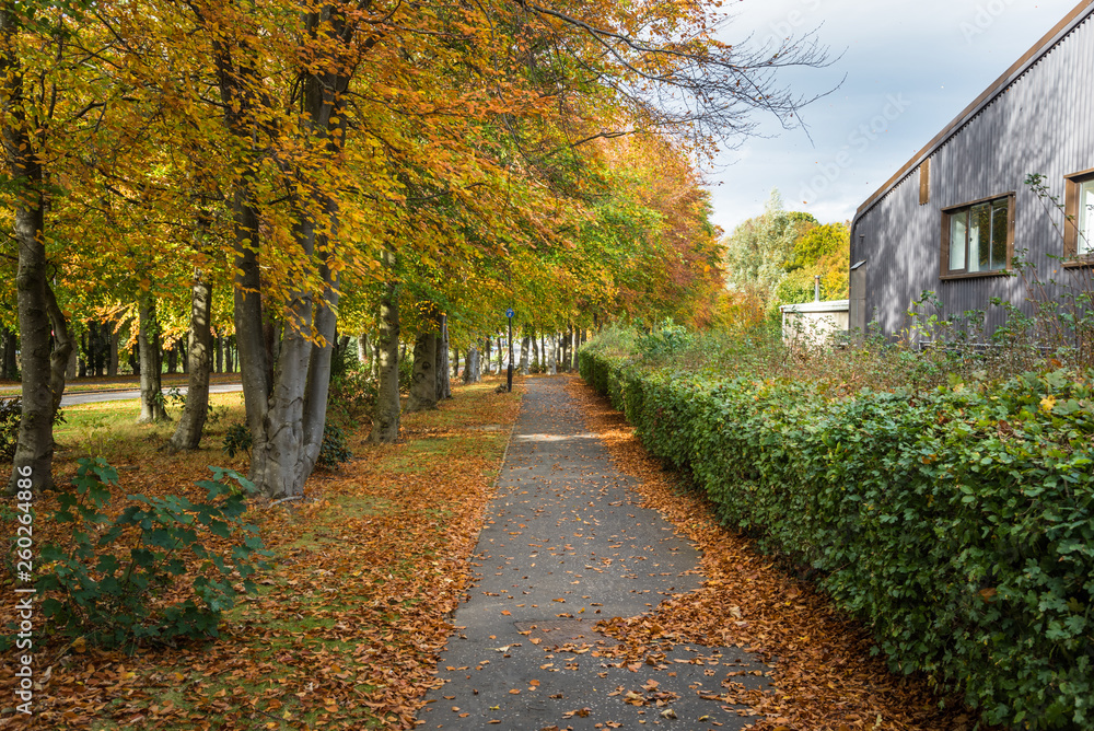 Fototapeta premium Path for Pedestrians and Bicycles Lined with Colourful Autumnal Trees