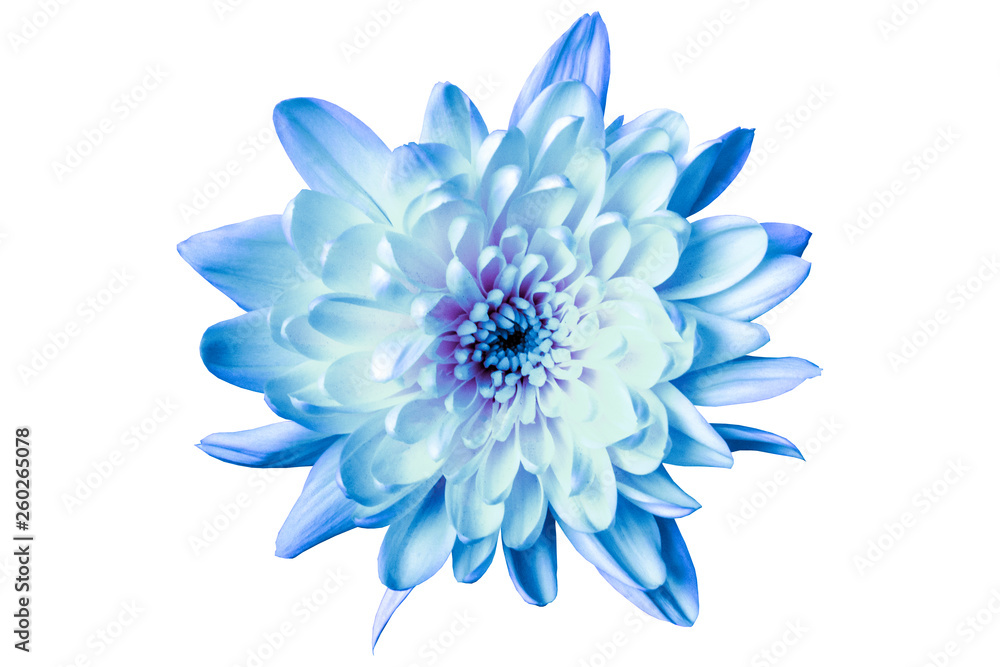 large blue chrysanthemum on a white background close-up large blue chrysanthemum on a white background close-up