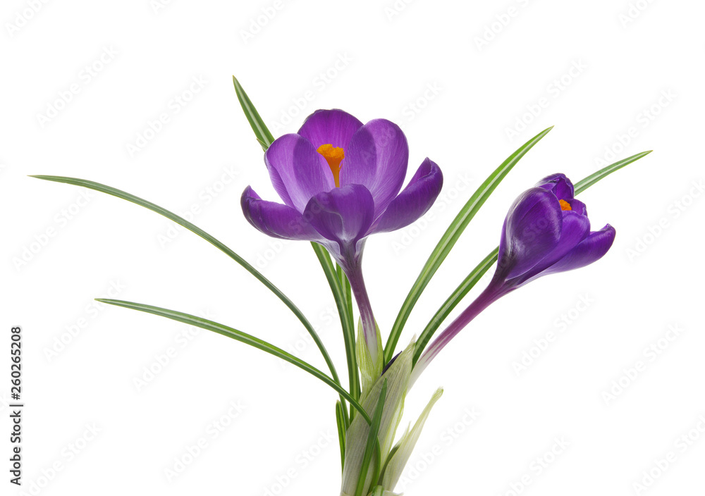 Naklejka premium Spring flowers on white