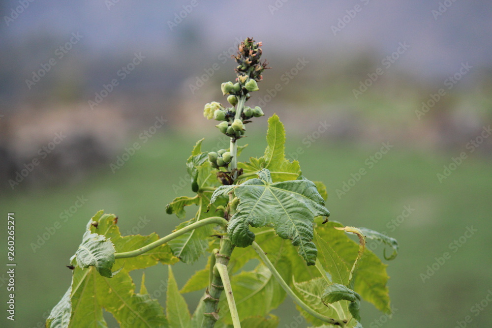 Obraz premium Green Tree