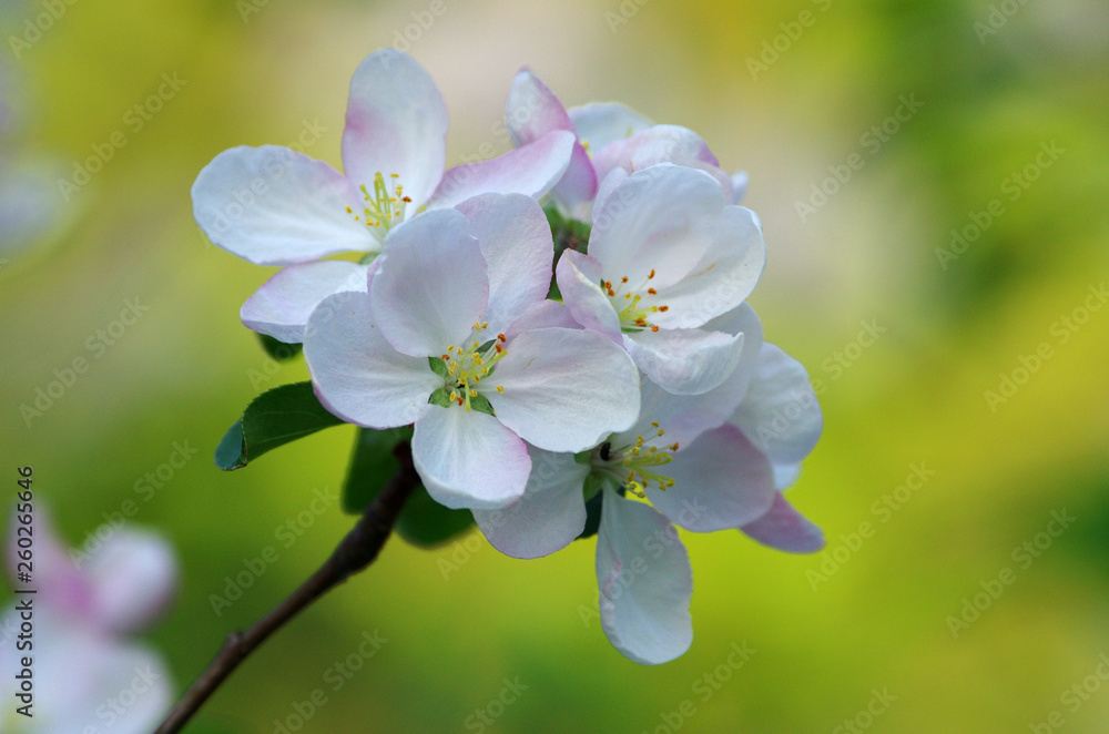 Obraz premium Tree blossom,white flowers