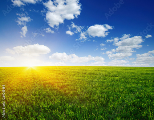 Green meadow and sun.