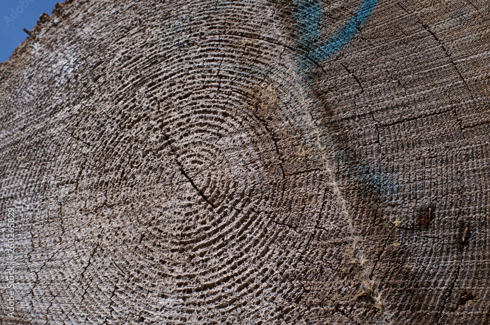 Fototapeta premium wood log Cut end