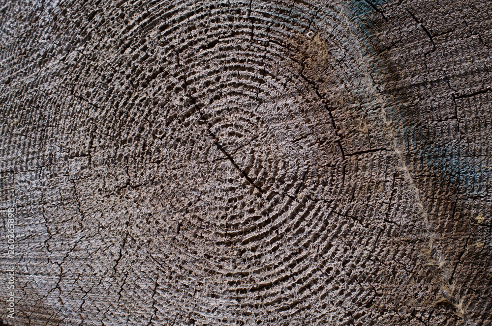 Fototapeta premium wood log Cut end