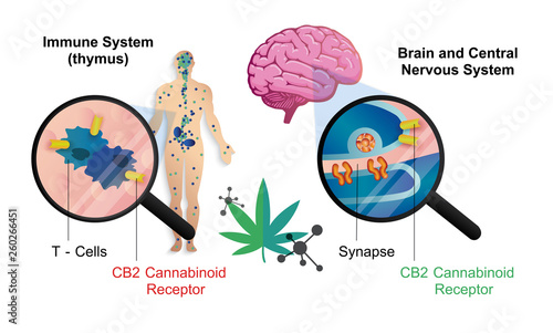 the human endocannabinoid system brain and central nervous system receptors in body,vector infographic on white background.