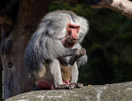 The hamadryas baboon, Papio hamadryas is a species of baboon