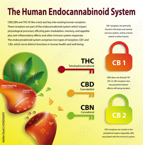 Printthe human endocannabinoid system,effect on body,vector infographic on white background.