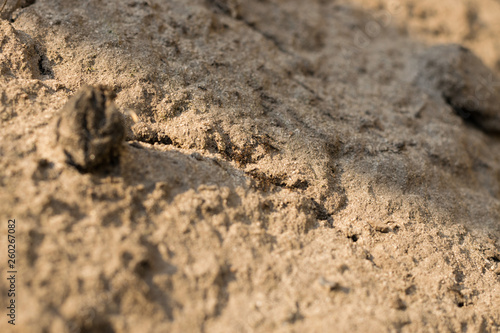 Yellow sand with a few ants. Anthill in the sand